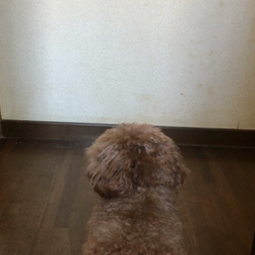 ただ単に  笑えるの画像