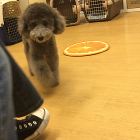 お稽古はやる。の画像