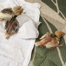 すくすくの画像