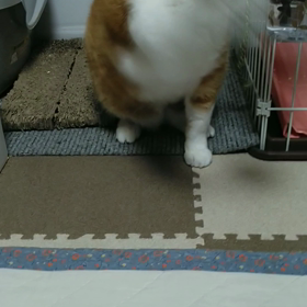 ちゃ助と、のこちゃん♪の画像