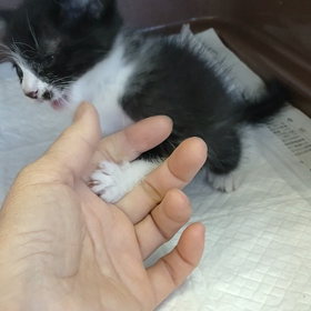 管理所　可愛い子猫の画像