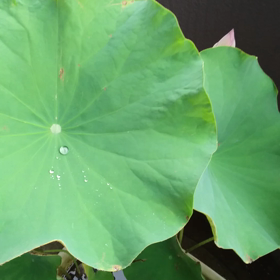 雨粒(ノ´∀｀*)の画像
