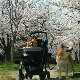 しんの誕生日の画像