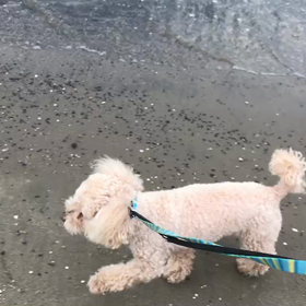 ♪お散歩動画♪お台場海浜公園♪の画像