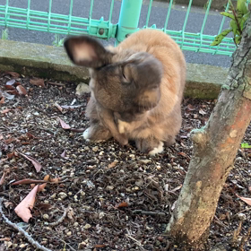 今日の朝んぽの画像