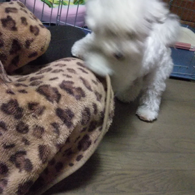 今日のはなちゃん205、モモちゃん161の画像