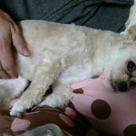 さすってーの画像