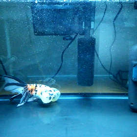 水泡眼の様子。の画像