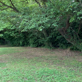 ニイニイゼミ初鳴きの画像