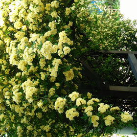 満開♪(⌒‐⌒)の画像