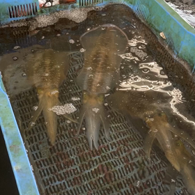 イカは食べないとイカん。の画像