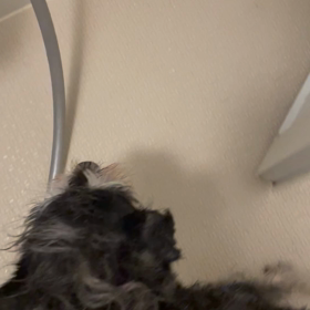 ぼくの大勝利の画像