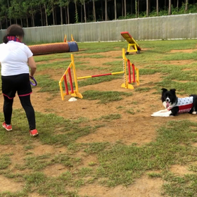 一か月も経ってしまった先月のアジリティーレッスンの画像