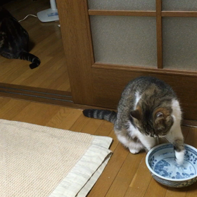 水を飲 む猫たち。の画像