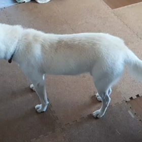 今日のシロくん 2の画像