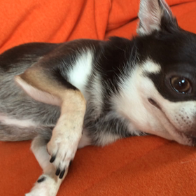 お久しぶりですの画像