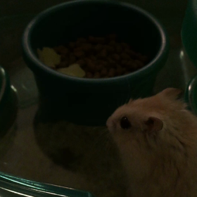 最初の食卓の画像