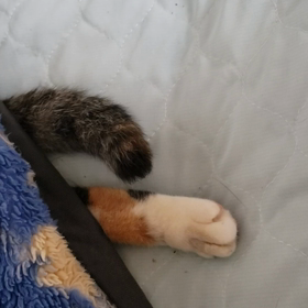 そぼろさんの画像