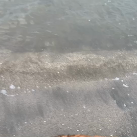 7月10日14わんこと1時間遠足  お台場の画像