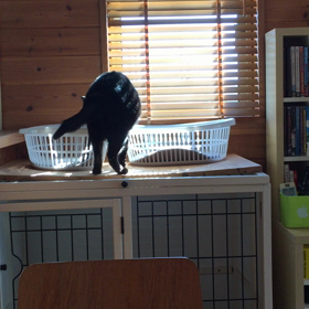 動画 ひなたぼっこ心。の画像