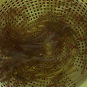 春の使者。の画像