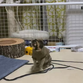 ゆっくり前進の画像