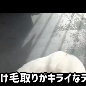 今日のテンの画像