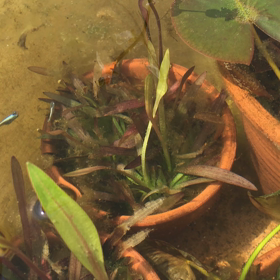 メダカ　2020年4月　：水換えの画像