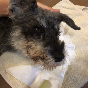 wasabiさんの動画⑤の画像