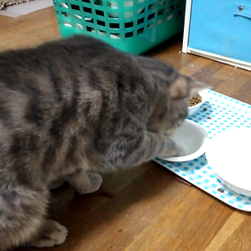 あわてん坊食いしん坊の画像