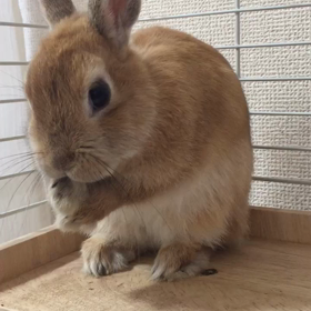 鏡よ、鏡。世界で一番可愛いうさぎは？の画像