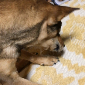 ごりごりの画像