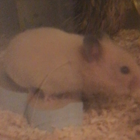 ハジメマシテ。マダ、名前ナインデス。の画像