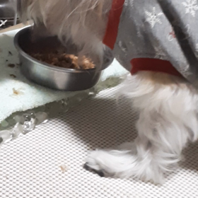 雛のレアな動画の画像