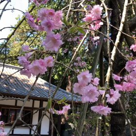 大石寺の桜と御影堂の画像
