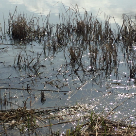 春の気配…！の画像