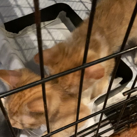 マッサージ猫ちゃんの画像