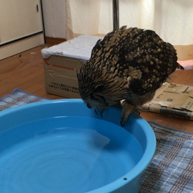 今日はいい風呂の日の画像