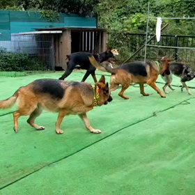 【動画】ルー・ロビ君　2日目andギックリ腰の画像