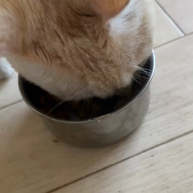 ”甲状腺機能亢進症”の画像