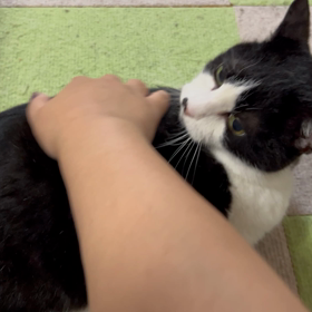 ぽんぽんのゴフゴフのお裾分けの画像