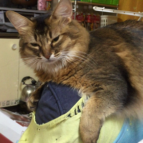 ニャンコの運動会の画像