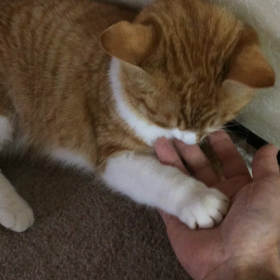 陸ちゃん布団にもぐりこみの画像