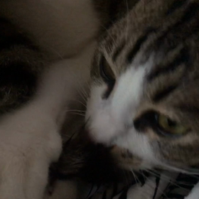 甘えん坊タイムの画像