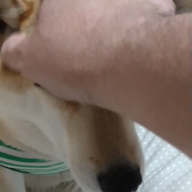 ナデナデの画像