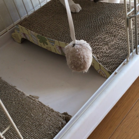 今朝のブログの続きという、これが書きたかったデールちゃんの一人遊び、字幕付きチップとデールの動画の画像