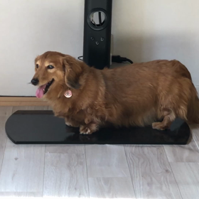 頑張ってますの画像