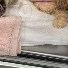 乳腺癌摘出手術の画像