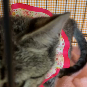 10月29日(日)参加猫ロン、リリィの画像