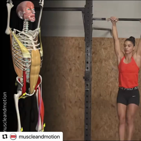 骨格で見るトレーニングの画像